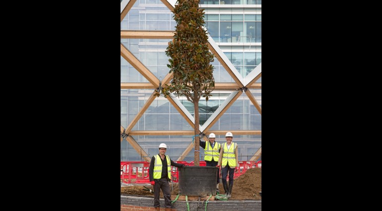 The first tree - a magnolia - is installed in the roof garden above Canary Wharf Crossrail station_1